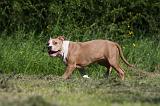 AMSTAFF  PUPPIES 172